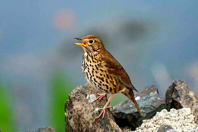 Gak Kalah dari Manusia, 7 Burung dengan Suara Paling Merdu di Dunia