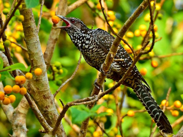 Gak Kalah dari Manusia, 7 Burung dengan Suara Paling Merdu di Dunia