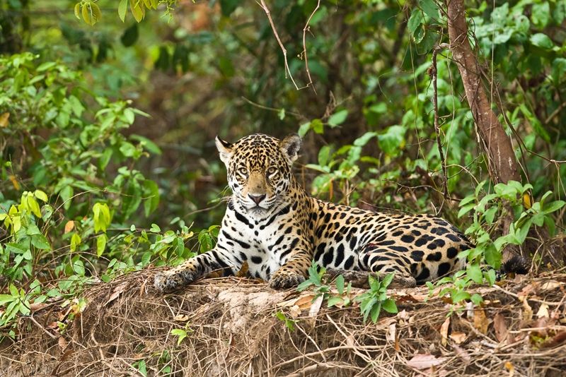 Waspada! 5 Hewan Paling Berbahaya dan Menakutkan di Hutan Amazon