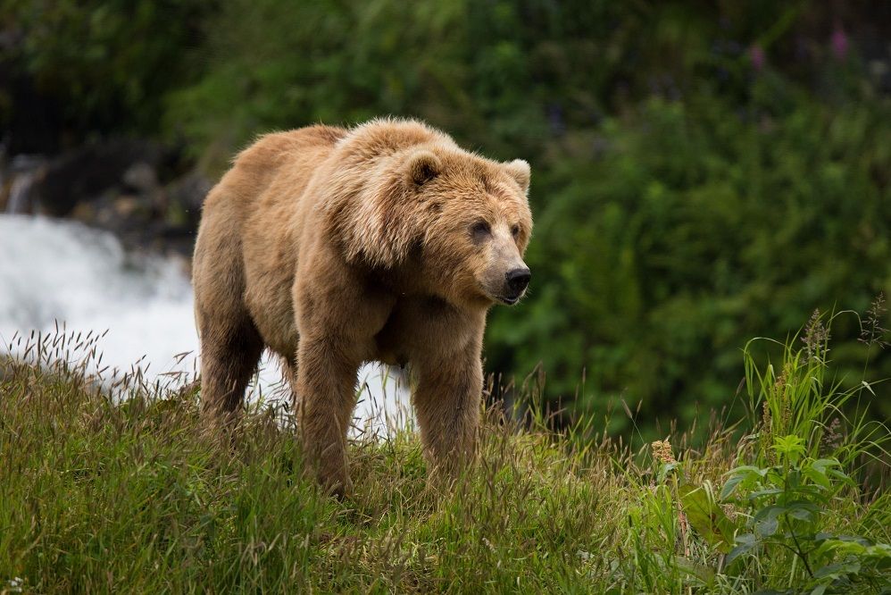 6 Fakta Beruang Kodiak, Pesaing Beruang Kutub yang Tak Kalah Sangar