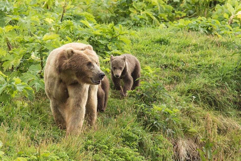 6 Fakta Beruang Kodiak, Pesaing Beruang Kutub yang Tak Kalah Sangar