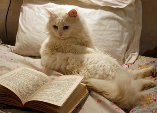 15 Potret Kucing Saat Membaca Buku, Terlihat Pintar dan Berwibawa!