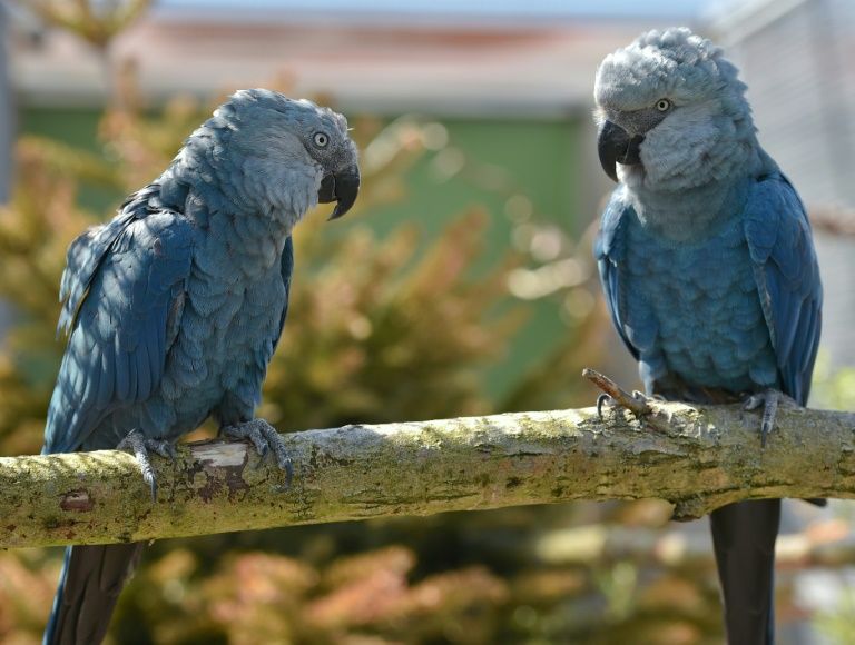 6 Negara yang Punya Spesies Burung Terbanyak di Dunia, Ada Indonesia!