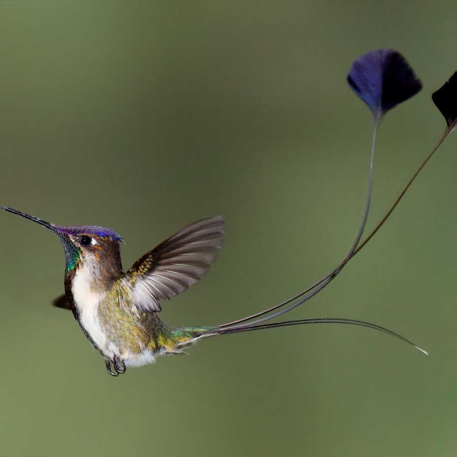 5 Fakta Burung Marvellous spatuletail yang Miliki Buntut Cantik