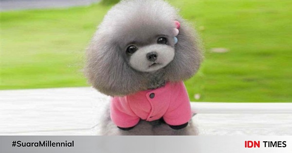 harga tea cup poodle