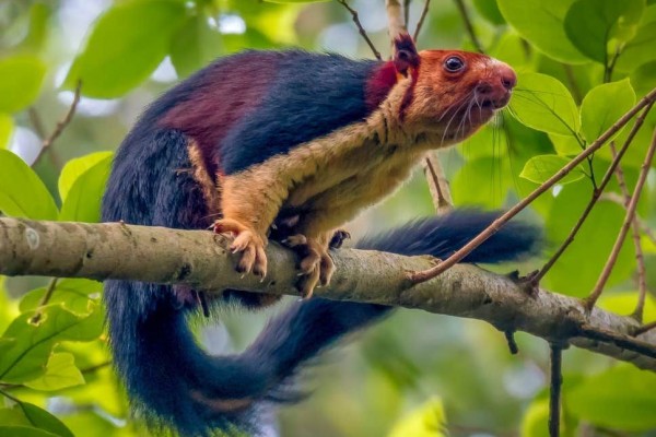 5 Fakta Indian Giant Squirrel, yang Memiliki Bulu Warna-Warni