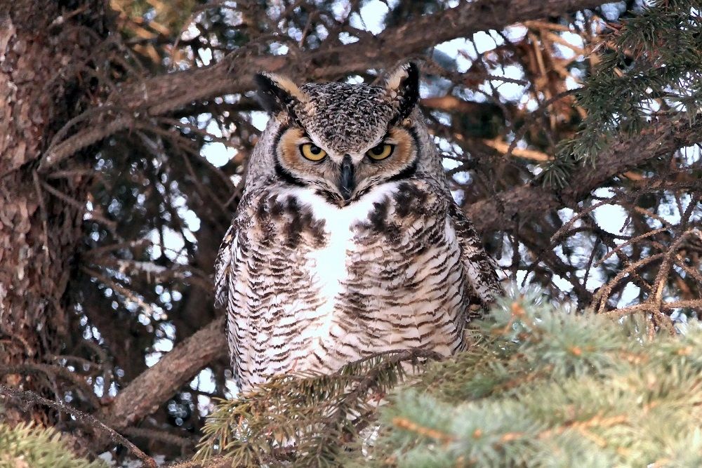 7 Fakta Great Horned Owl, Burung Hantu dengan Cengkeraman Mematikan