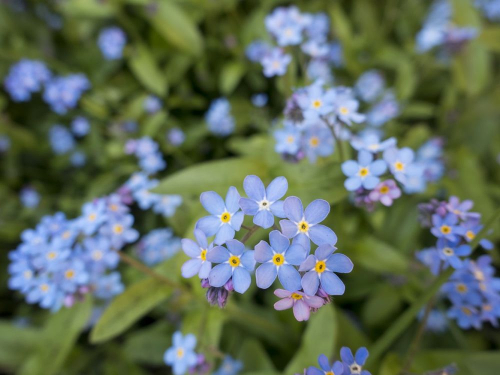 10 Jenis Bunga Warna Biru Ini Bisa Jadi Primadona di Taman Rumah