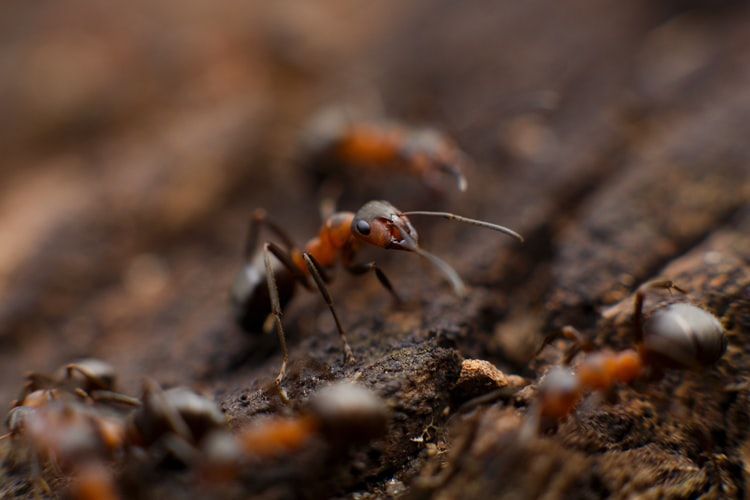6 Fakta Unik Ratu Semut, Ternyata Bisa Hidup Hingga Puluhan Tahun