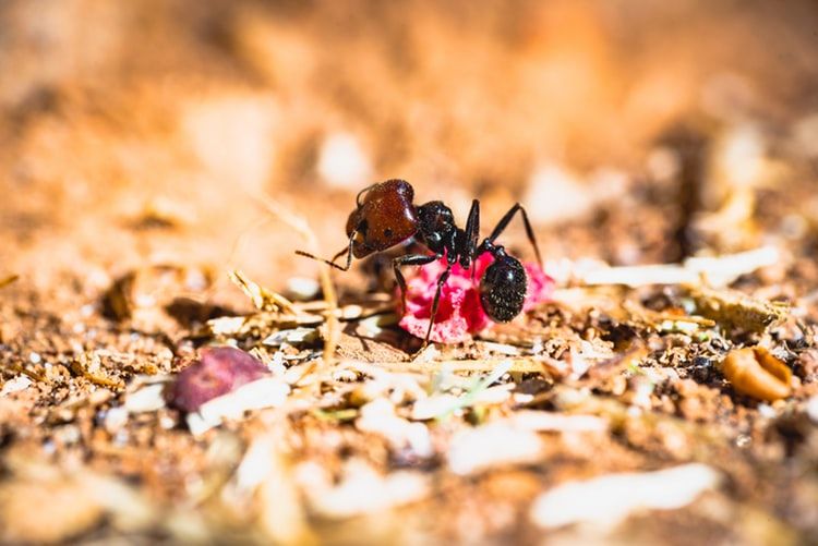 6 Fakta Unik Ratu Semut, Ternyata Bisa Hidup Hingga Puluhan Tahun