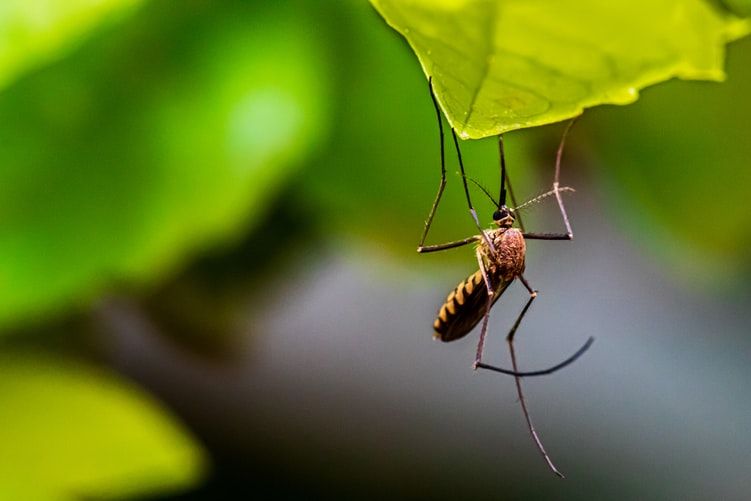 Peran Penting Nyamuk Bagi Kehidupan Makhluk Hidup