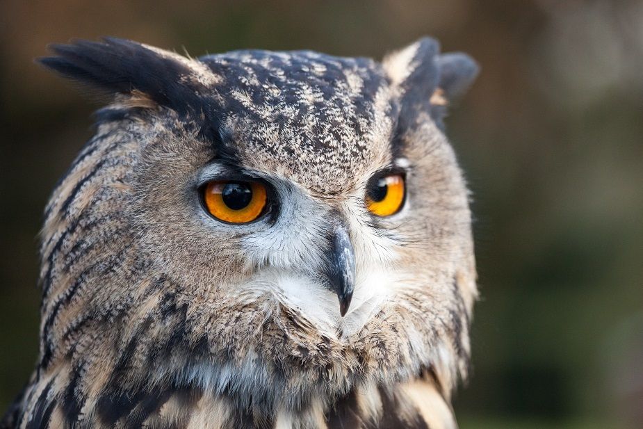 7 Fakta Great Horned Owl, Burung Hantu dengan Cengkeraman Mematikan