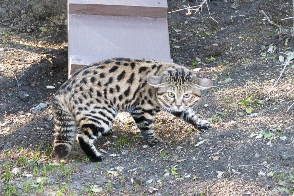 8 Fakta Black-Footed Cats, Kucing Paling Mematikan di Dunia