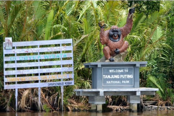 5 Fakta Penangkaran Orang Utan Di Tanjung Puting Kalimantan Tengah