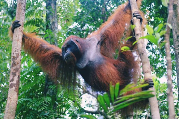 Orangutan dan Kera Besar Berpotensi Terinfeksi Virus Corona