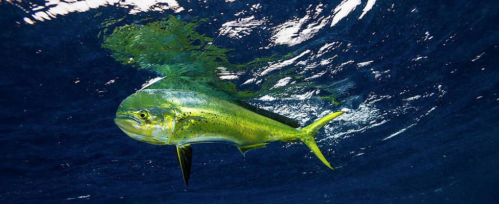 Fakta Ikan Lemadang yang Hidup di Laut Dangkal