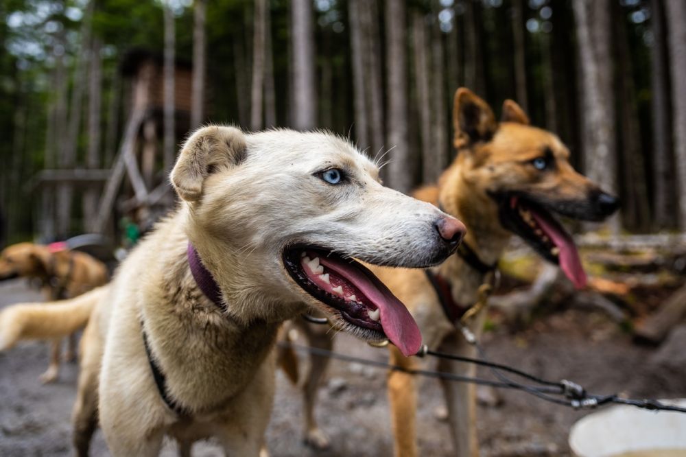 Alasan Mengapa Banyak Orang Takut dengan  Anjing  