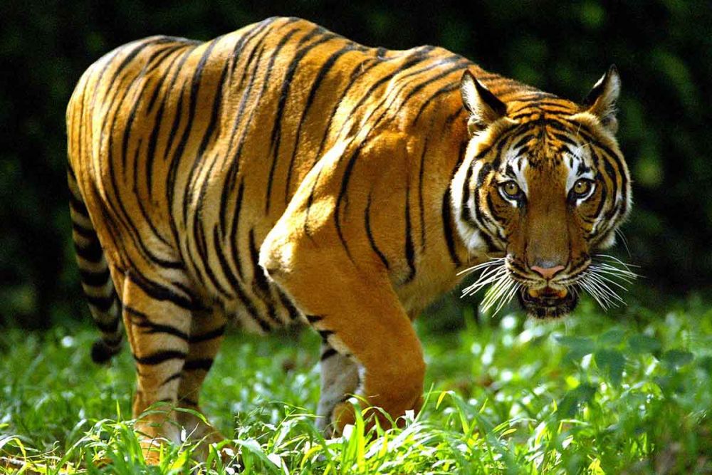 9 Subspesies Harimau Kucing Terbesar Yang Terancam Punah