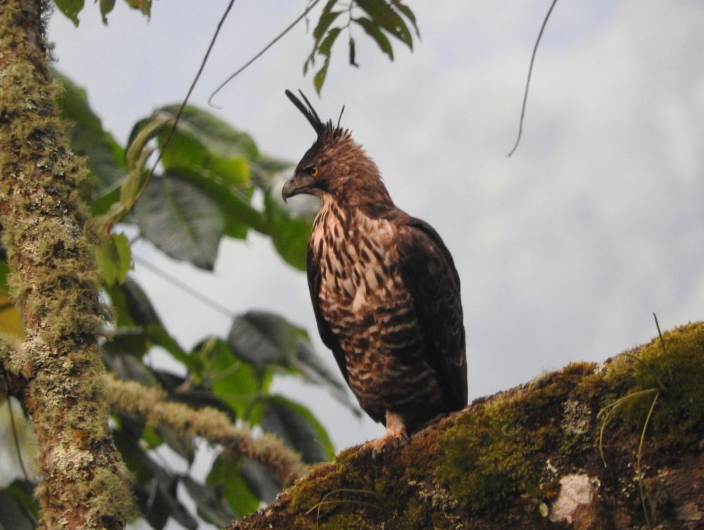 Miris, 6 Hewan Endemik Pulau Jawa Ini Semakin Terancam Punah 