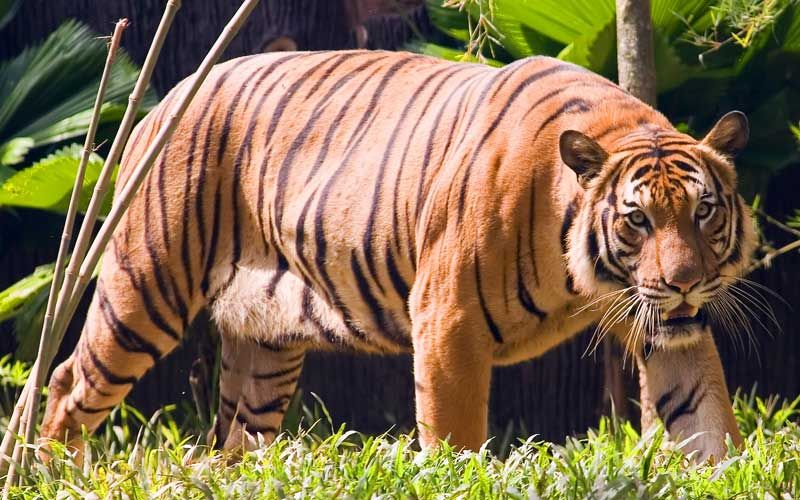 9 Subspesies Harimau Kucing Terbesar Yang Terancam Punah