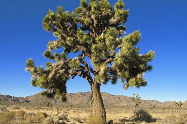 Fakta Pohon Joshua Tanaman  Berusia Ratusan Tahun di Gurun  