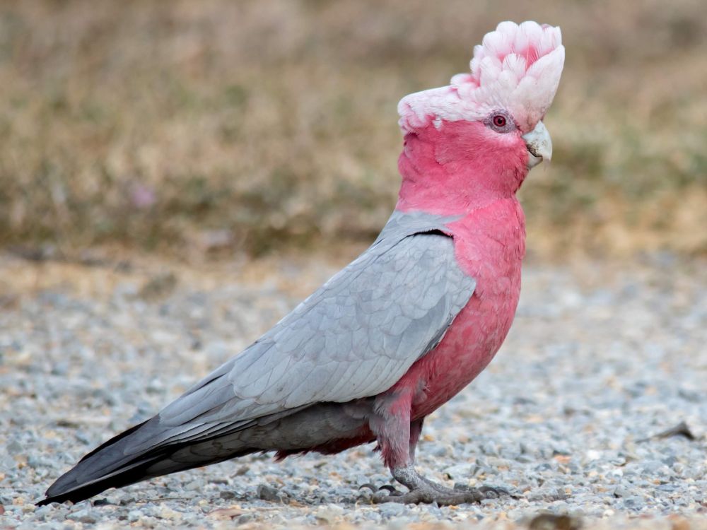 100 Burung dengan Warna Tercantik di Dunia - Palm Cockatoo