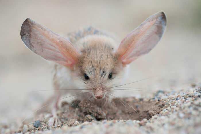 5 Fakta Jerboa, Hewan Kecil yang Mirip Tikus, Kanguru, dan Kelinci