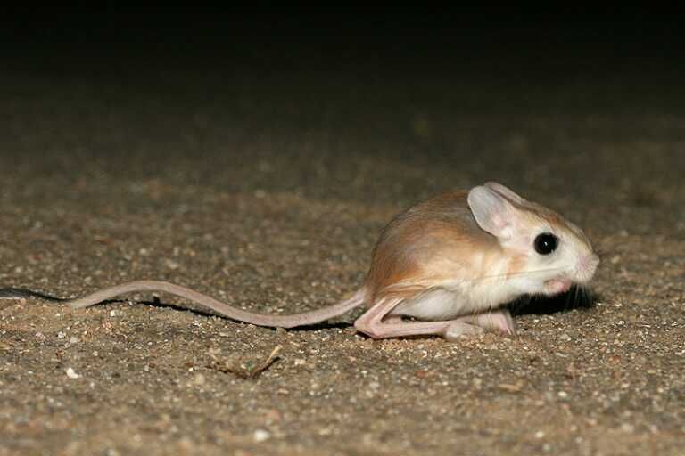 5 Fakta Jerboa, Hewan Kecil yang Mirip Tikus, Kanguru, dan Kelinci