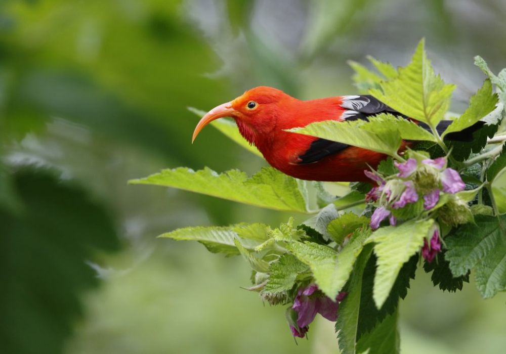 5 Fakta 'I'iwi, Burung Eksotis Endemik dari Hawaii