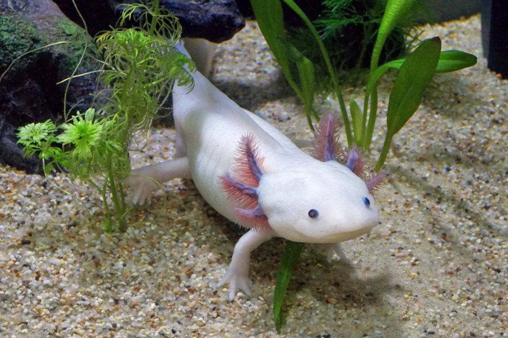 2 Axolotl Albino Mata Merah Hewan Kadal Air Ikan