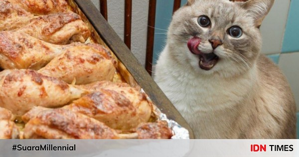 10 potret ini nunjukin kucing doyan makan, gak ada kenyangnya!