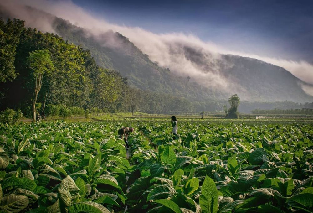 Nasib Petani Tembakau, Berusaha Bikin Panen Terbaik di Masa Pandemik
