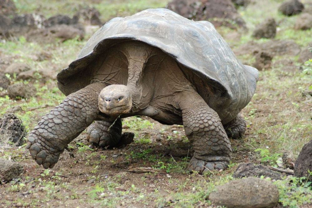 Слоновая черепаха относится к отряду. Галапагосская черепаха. Галапагосская слоновая черепаха. 1. Абингдонская слоновая черепаха. Слоновая черепаха панцирь.