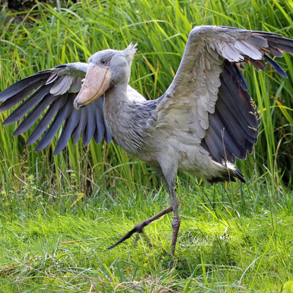 Large birds