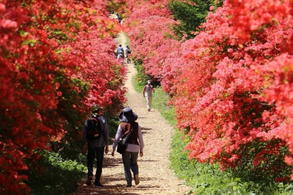 Eksplor Kesennuma Jepang, Ini 5 Spot Wisata yang Bisa Kamu Kunjungi