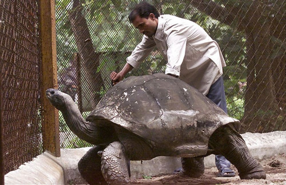 6 Spesies Kura-kura Darat Terbesar di Dunia Sampai Ratusan Kilogram!
