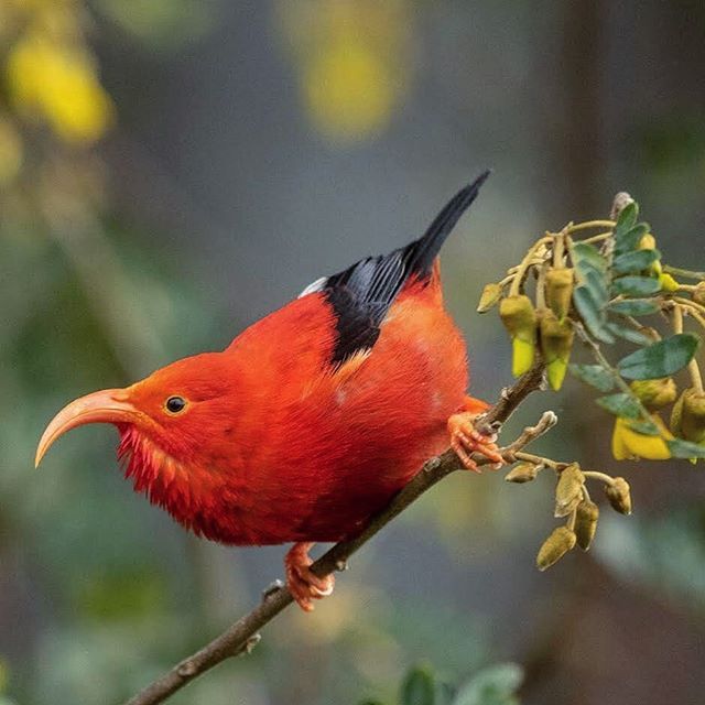 5 Fakta 'I'iwi, Burung Eksotis Endemik dari Hawaii