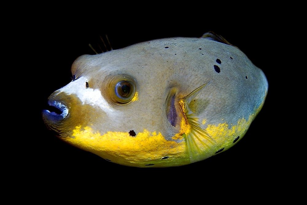 Mengenal Ikan Buntal Bintik Hitam Bisa Melepas Racun Tetrodotoxin