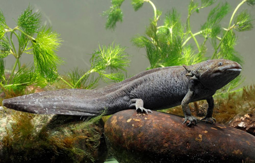 5-tips-memelihara-axolotl-salamander-air-yang-imut-dan-menggemaskan