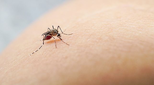 Antisipasi Wabah DBD, Peneliti UGM Bikin Alat Deteksi Virus Dengue 