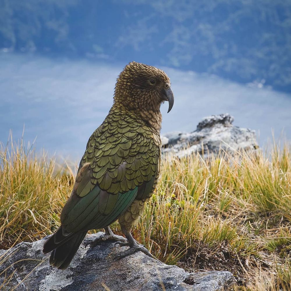 5 Fakta Menarik Kea, Burung Cerdas Endemik dari Selandia Baru - IDN Times