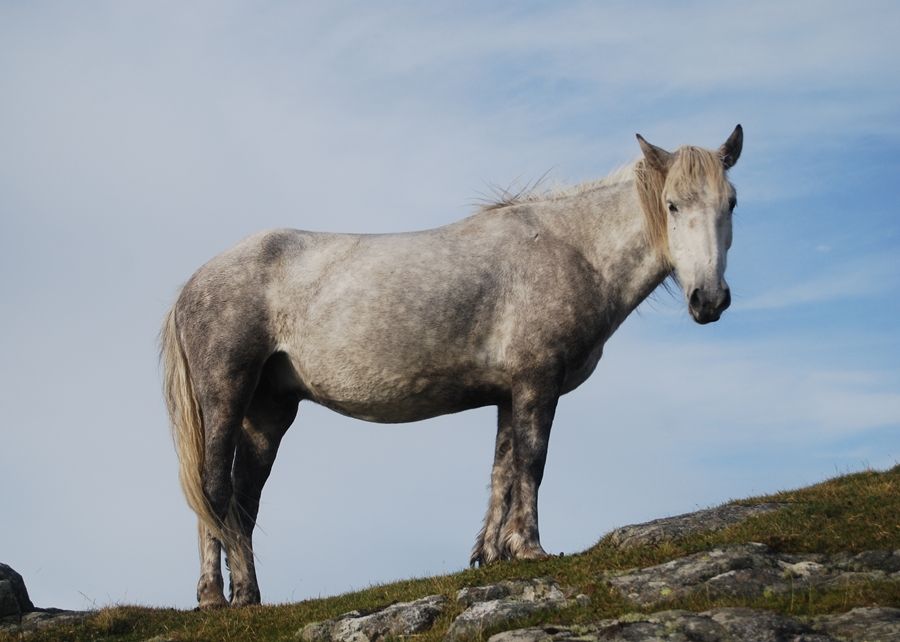 5 Jenis Kuda Paling Langka di Dunia, Ada yang Terancam Punah!