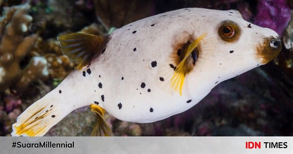 Mengenal Ikan Buntal Bintik Hitam Bisa Melepas Racun Tetrodotoxin