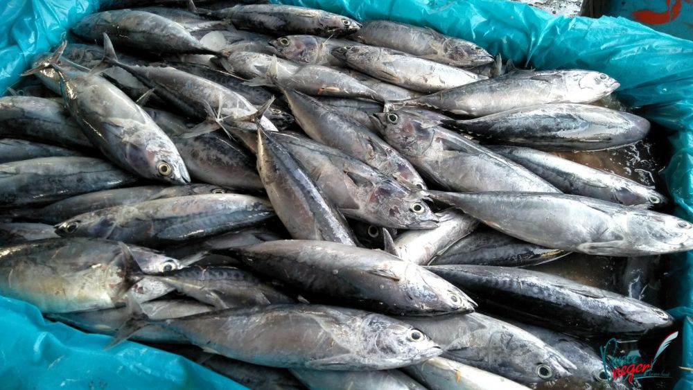 10 Jenis Ikan yang Umum Dikonsumsi Masyarakat Indonesia, Kamu Juga?