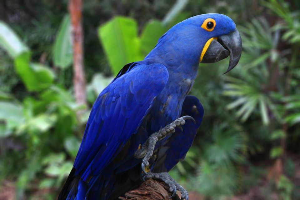 100 Burung dengan Warna Tercantik di Dunia - Elegant Parrot