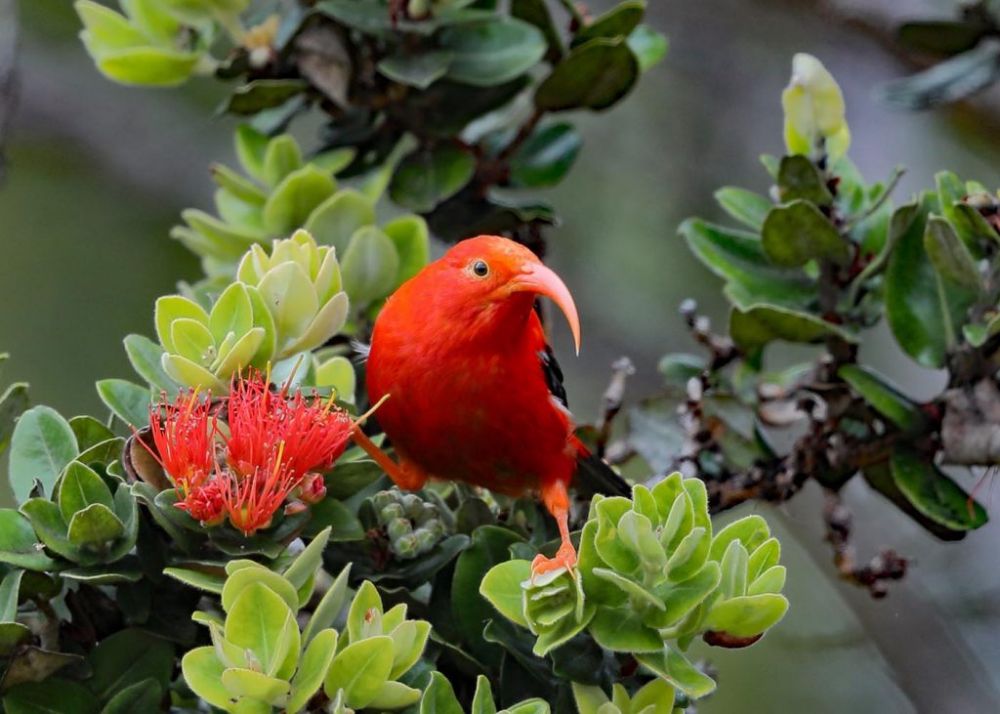 5 Fakta 'I'iwi, Burung Eksotis Endemik dari Hawaii