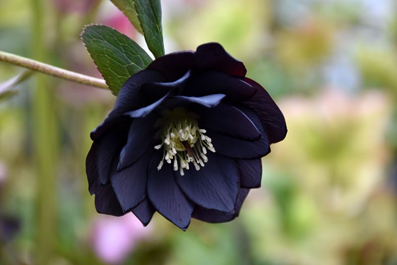 10 Bunga Dengan Kelopak Berwarna Hitam Cantik Dan Misterius