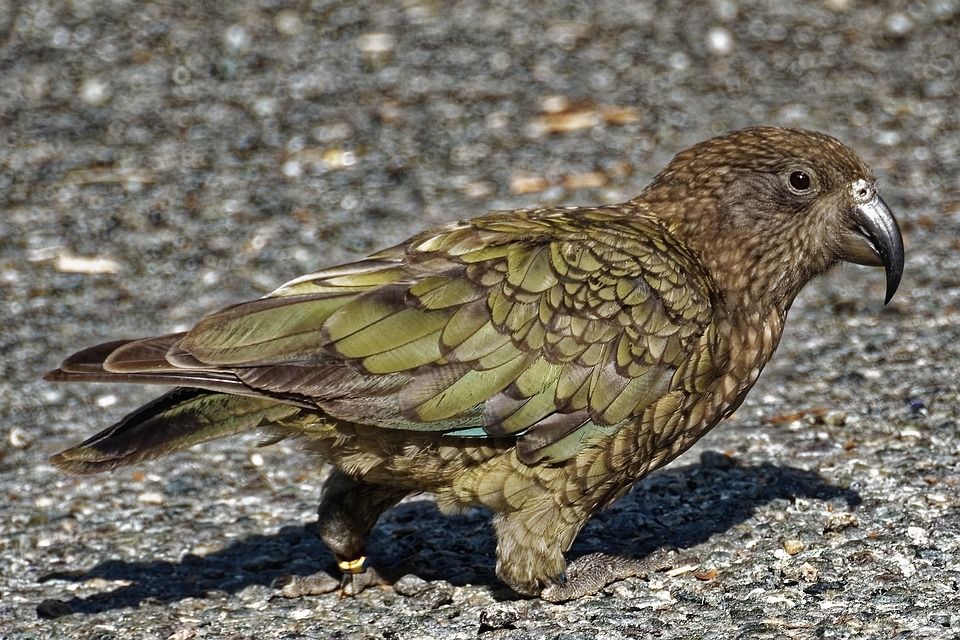 Fakta Menarik Kea Burung Cerdas dari Selandia Baru