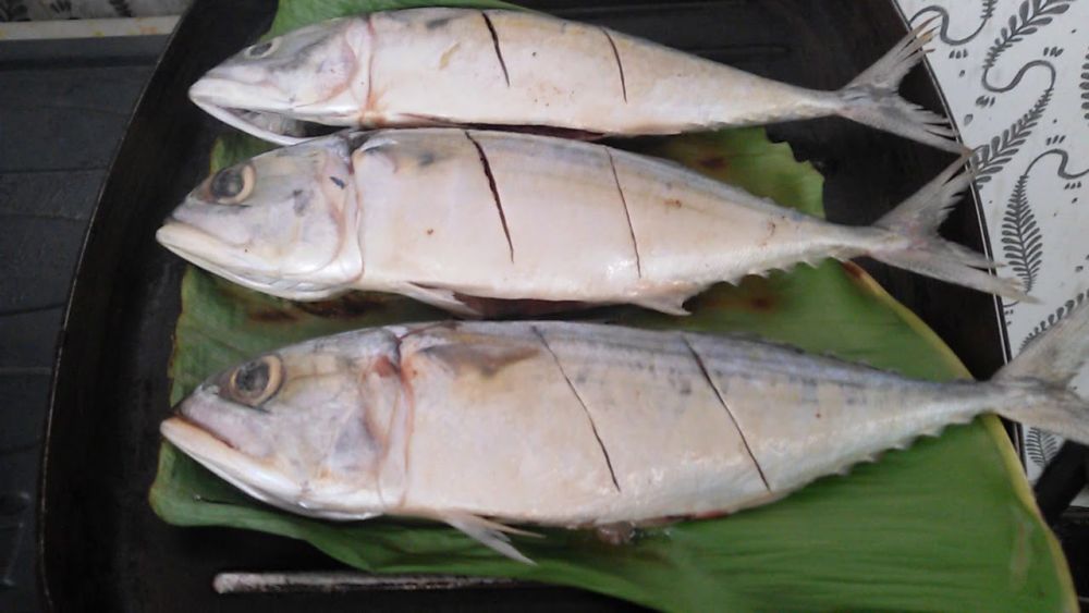 Jenis Ikan yang Umum Dikonsumsi Masyarakat Indonesia