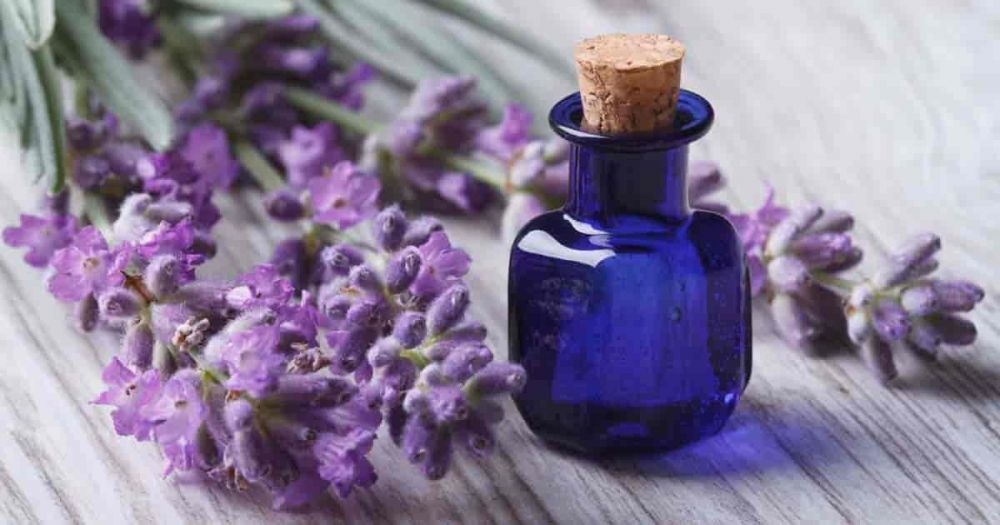 12 Manfaat Teh Jika Dicampur Lavender Hingga Mangga